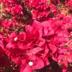 Meet your Posher, Dulce